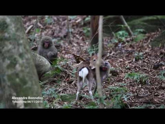 Απίστευτο βίντεο: «Αχόρταγη» μαϊμού την έπεσε σε δύο ελάφια – Δεν φαντάζεστε τι έκανε τελικά
